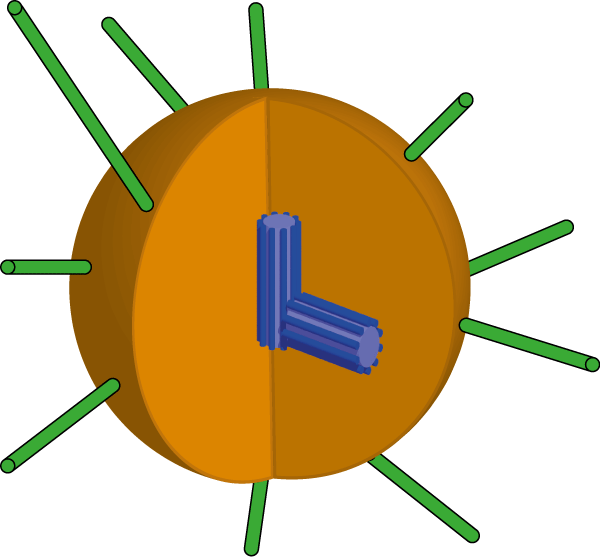 Schematic picture of the a centrosome