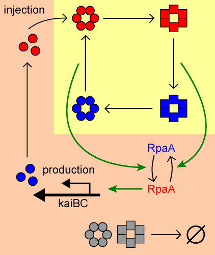 Schematic picture of the core biochemical network of the circadian clock of cyanobacteria