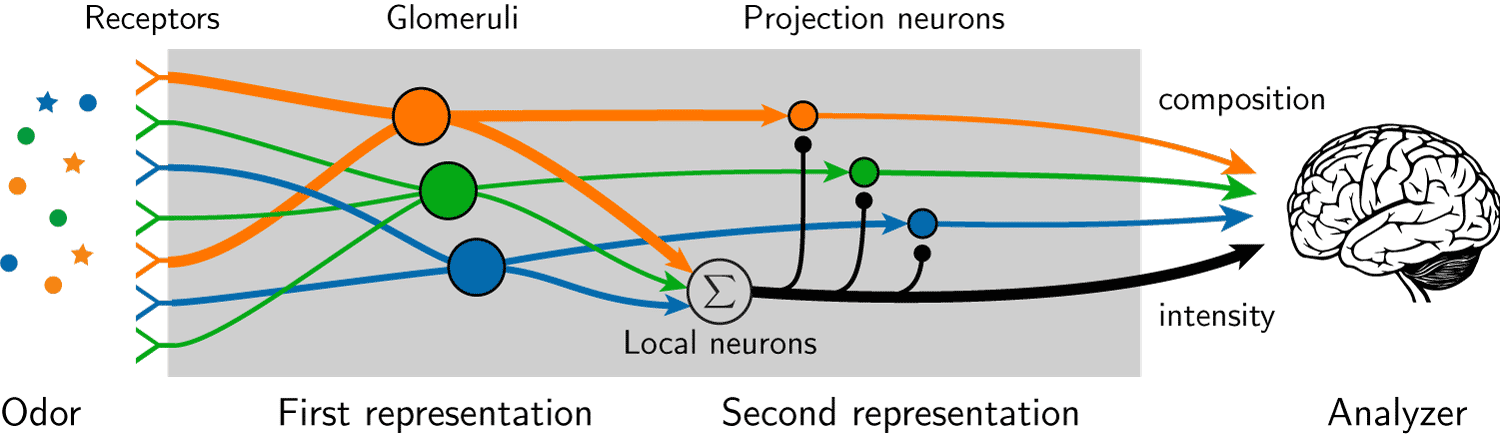 Schematic picture of the a centrosome